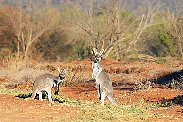 Two red kangaroos, Macropus rufus, Mootwingee National Park, New South Wales, Australia, Pacific