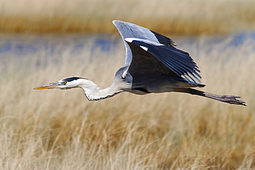 Grey heron (Ardea cinerea), in flight, Etosha National Park, Namibia, Africa