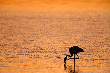 Greater flamingo (Phoenicopterus ruber), at dusk, Walvis Bay lagoon, Namibia, Africa