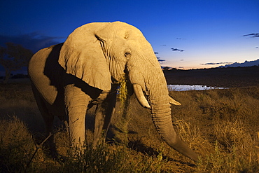 African elephant (Loxodonta africana), at dusk, Okaukuejo waterhole, Etosha National Park, Namibia, Africa