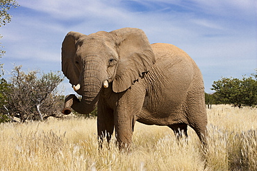 Desert elephant (Loxodonta africana), Kunene region, Namibia, Africa