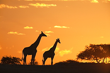 Giraffes (Giraffa camelopardalis), silhouetted at sunset, Etosha National Park, Namibia, Africa