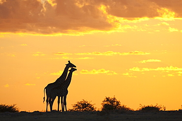 Giraffes (Giraffa camelopardalis), silhouetted at sunset, Etosha National Park, Namibia, Africa