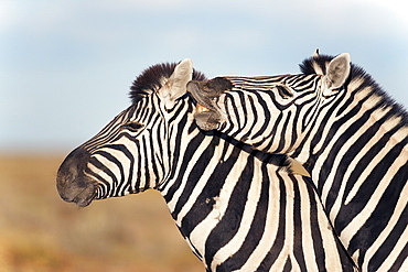 Burchell's zebras (Equus burchelli) with foal, Etosha National Park, Namibia, Africa