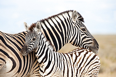 Burchell's zebra (Equus burchelli), with foal, Etosha National Park, Namibia, Africa