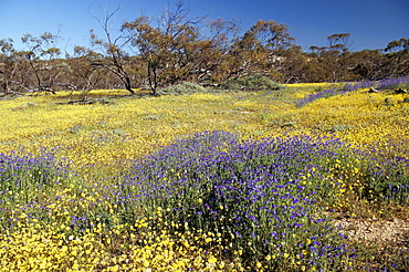 Carpet of spring flowers, Mullewa, Western Australia, Australia, Pacific