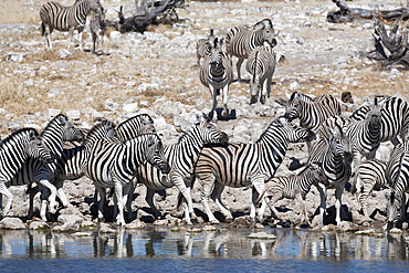 Burchell's (plains) zebra (Equus burchelli), at waterhole, Etosha National Park, Namibia, Africa