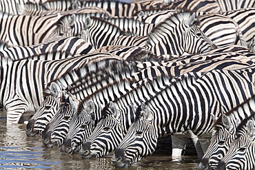 Burchell's (plains) zebra (Equus burchelli), at waterhole, Etosha National Park, Namibia, Africa