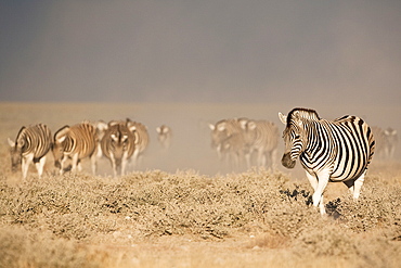 Burchell's (plains) zebra (Equus burchelli), Etosha National Park, Namibia, Africa