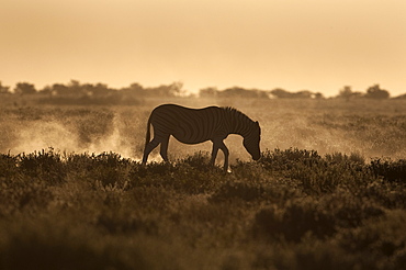 Plains zebra (Equus burchelli), at sunset, Etosha National Park, Namibia, Africa