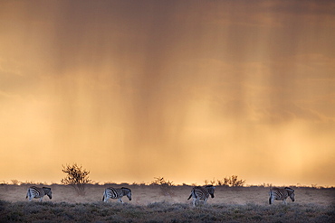 Plains zebra (Equus burchelli), at stormy sunset, Etosha National Park, Namibia, Africa