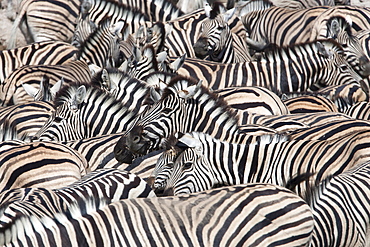 Plains zebra (Equus burchelli), crowd at waterhole, Etosha National Park, Namibia, Africa