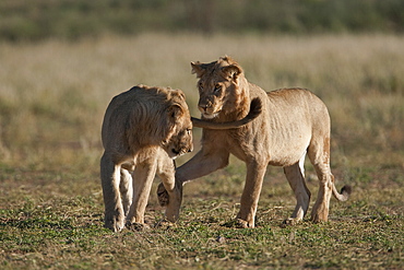 Subadult lions (Panthera leo), young males playfighting, Kgalagadi Transfrontier Park, Northern Cape, South Africa, Africa