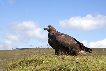 Golden eagle (Aquila chrysaetos), captive, United Kingdom, Europe