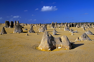 Limestone pillars in the Pinnacles Desert, Nambung National Park, Western Australia, Australia, Pacific