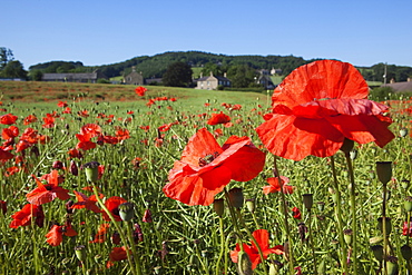 Poppies (Papaver hoeas), on edge of rural English village, Fourstones, Northumberland, England, United Kingdom, Europe