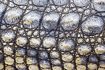 Close-up of Nile crocodile (Crocodylus niloticus), Kruger National Park, South Africa, Africa