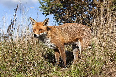 Red fox (Vulpes vulpes) in captivity, United Kingdom, Europe