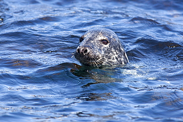 Grey seal (Halichoerus grypus), Farne Islands, Seahouses, Northumberland, England, United Kingdom, Europe