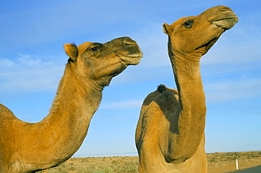 Arabian camels (Camelus dromedarius), feral in outback, New South Wales, Australia, Pacific