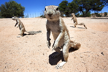 Ground squirrels (Xerus inauris), Kgalagadi Transfrontier Park, Northern Cape, South Africa, Africa