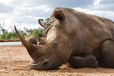 White rhino (Ceratotherium simum), Royal Hlane National Park, Swaziland, Africa