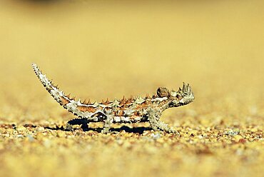 Thorny devil, Moloch horridus, Kalbarri National Park, Western Australia, Australia, Pacific