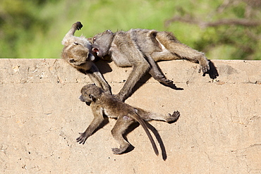 Chacma baboons (Papio cynocephalus ursinus) playing, Kruger National Park, Mpumalanga, South Africa, Africa