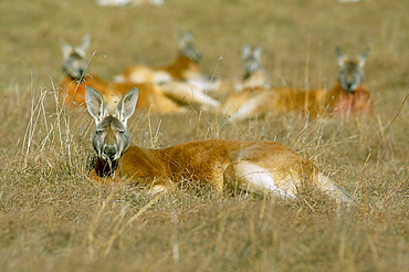 Mob of red kangaroo (Macropus rufus), Tidbinbilla Reserve, New South Wales, Australia, Pacific