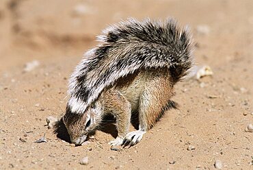 Ground squirrel, Xerus inauris, shading itself with its tail, Kalahari, South Africa, Africa