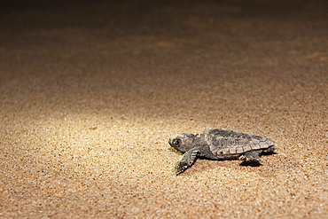 Loggerhead turtle (Caretta caretta) hatchling, moving from nest to sea at night, Banga Nek, Kwazulu Natal, South Africa, Africa