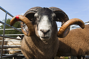 Blackface rams in sheep pens at upland show, Falstone Border Shepherd Show, Northumberland, England, United Kingdom, Europe