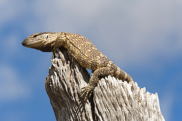 Rock monitor (Varanus albigularis), Etosha National Park, Namibia, Africa