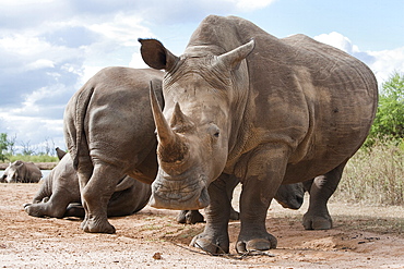 White rhino (Ceratotherium simum), Royal Hlane National Park, Swaziland, Africa