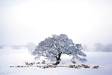 Northumberland blackface sheep in snow, Tarset, Hexham, Northumberland, England, United Kingdom, Europe