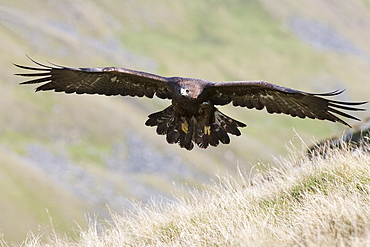 A captive golden eagle (Aquila chrysaetos), flying over moorland, United Kingdom, Europe