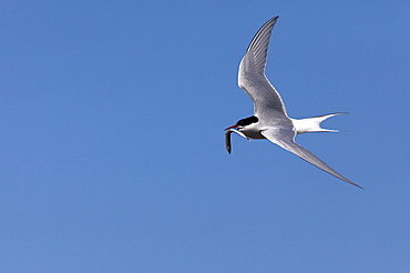 Arctic tern (Sterna paradisaea), with fish, Farne Islands, Northumberland coast, England, United Kingdom, Europe