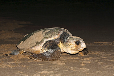 Loggerhead turtle (Caretta caretta), moving from nest to sea at night, Banga Nek, Kwazulu Natal, South Africa, Africa