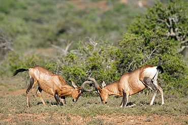 Red hartebeest (Alcelaphus buselaphus), males fighting, Samara private game reserve, Eastern Cape, South Africa, Africa