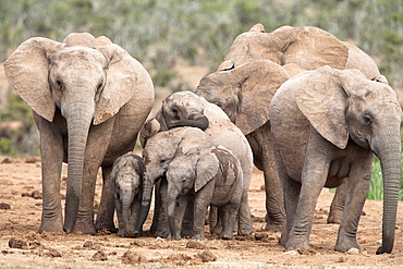 Breeding herd of elephant (Loxodonta africana), Addo Elephant National Park, Eastern Cape, South Africa, Africa