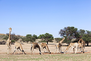 Giraffe (Giraffa camelopardalis), at water, Kgalagadi Transfrontier Park, Northern Cape, South Africa, Africa