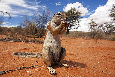 Ground squirrel (Xerus inauris), Kgalagadi Transfrontier Park, Northern Cape, South Africa, Africa