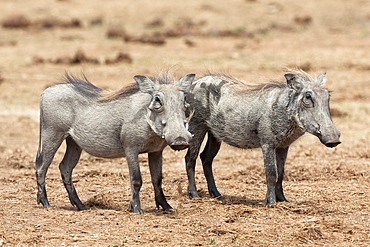 Warthogs (Phacochoerus aethiopicus), sub adult, Addo National Park, Eastern Cape, South Africa, Africa