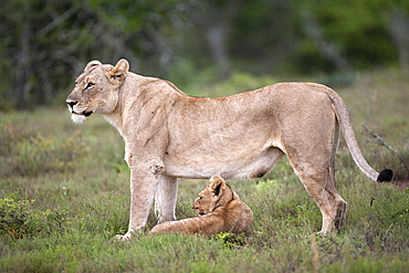 Lioness with cub (Panthera leo) Kwandwe private reserve, Eastern Cape, South Africa, Africa