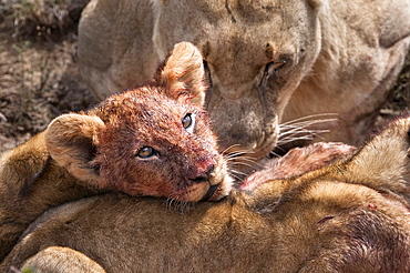 Lion cub (Panthera leo) on kill, Kwandwe private reserve, Eastern Cape, South Africa, Africa