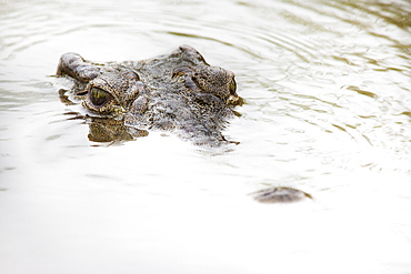 Nile crocodile (Crocodylus niloticus), Kruger National Park, South Africa, Africa