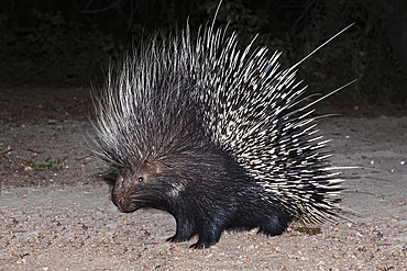 Porcupine (Hystrix africaeaustralis), Limpopo, South Africa, Africa