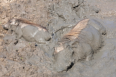 Warthog (Phacochoerus aethiopicus) wallowing, Mkhuze Game Reserve, South Africa, Africa