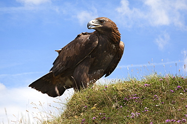 Golden eagle (Aquila chrysaetos), captive, United Kingdom, Europe