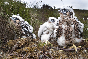 Peregrine chicks (Falco peregrinus), after being ringed, Northumberland National Park, England, United Kingdom, Europe